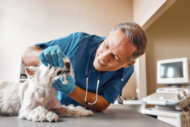Best Urgent Care for Lost Fillings or Crowns in Union Hall, VA